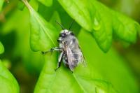 Anthophora plumipes