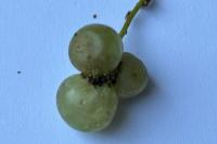 Neuroterus quercusbaccarum