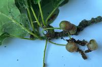 Neuroterus quercusbaccarum