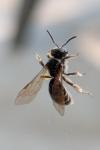 Lasioglossum