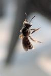 Lasioglossum