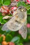 Anthophora plumipes