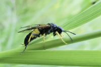 Tenthredo temula