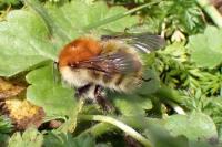 Bombus sp (pascuorum/humilis/muscorum)
