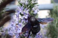 Xylocopa violacea