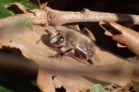 Anthophora plumipes
