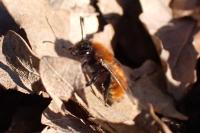 Andrena fulva