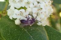 Andrena cineraria