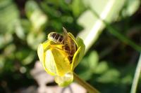 Andrena chrysosceles