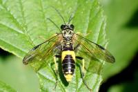 Tenthredo temula
