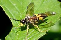 Tenthredo temula