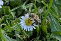 Apis mellifera