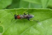 Macrophya