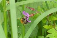 Eucera