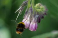 Bombus pratorum