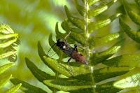 Ichneumon