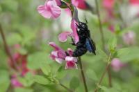 Xylocopa violacea