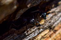 Camponotus vagus