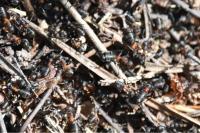 Formica rufa