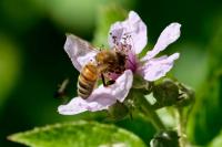 Apis mellifera