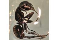 Camponotus vagus