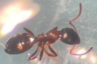 Lasius niger