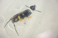 Macrophya montana