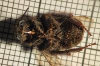 Bombus terrestris