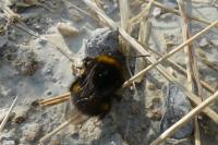 Bombus sp (terrestris/lucorum/cryptarum/magnus)