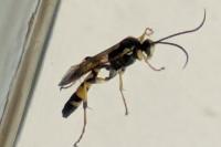 Ichneumon xanthorius