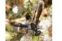 Isodontia mexicana