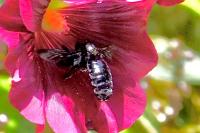 Xylocopa
