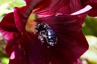 Xylocopa