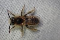 Dasypoda argentata