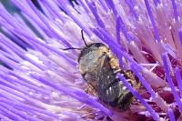 Megachile