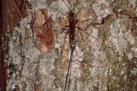 Rhyssella obliterata