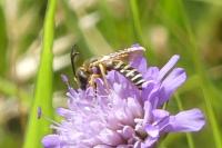 Halictus scabiosae