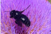 Xylocopa violacea