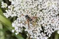 Polistes