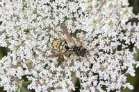 Polistes