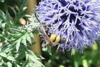 Scolia hirta