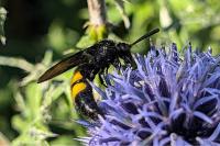 Scolia hirta