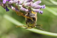 Bembix rostrata