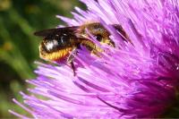 Osmia