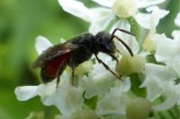 Sphecodes
