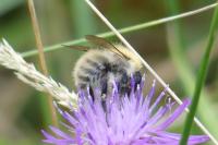 Bombus sp (pascuorum/humilis/muscorum)