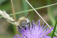 Bombus sp (pascuorum/humilis/muscorum)