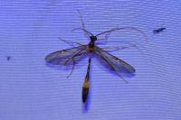 Stauropoctonus bombycivorus