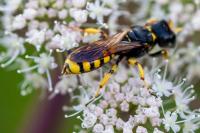 Ectemnius fossorius