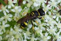 Ectemnius